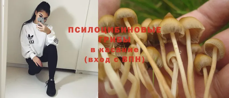 KRAKEN ONION  Богородск  Псилоцибиновые грибы Psilocybe 